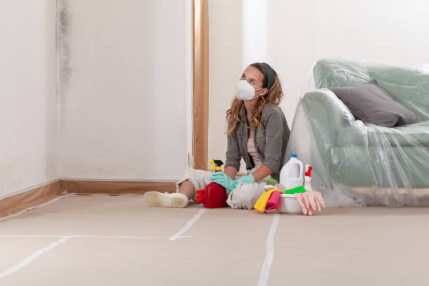 Reliable Mold Cleanup contractor in Milton, MA by Cheap Mold Removal