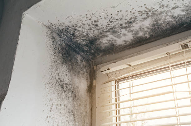 Affordable Mold Cleanup solutions in Milton, MA