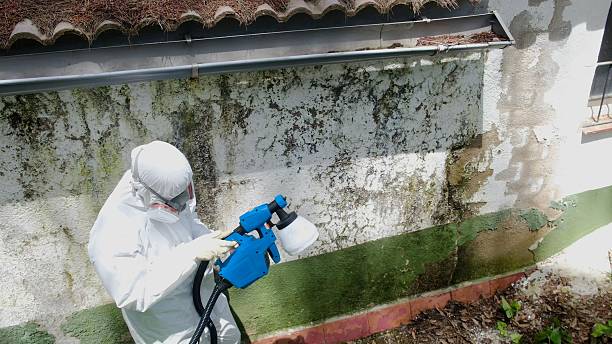 Trusted Mold Testing service in Milton, MA - Cheap Mold Removal